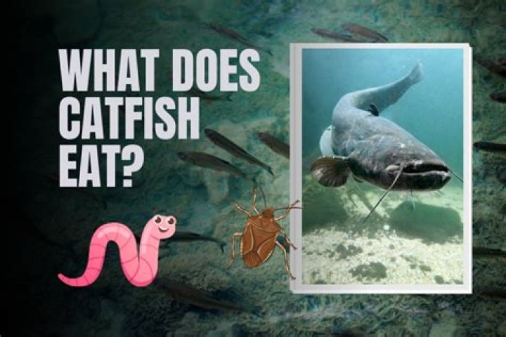 Do catfish eat snakes?