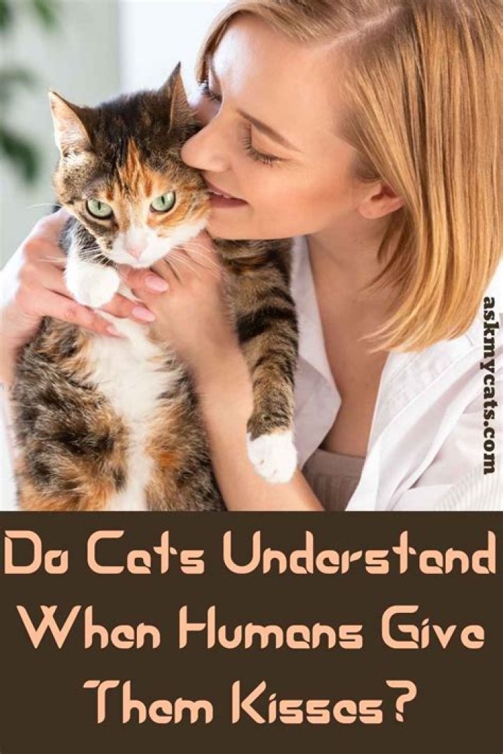 Do cats understand when humans meow?