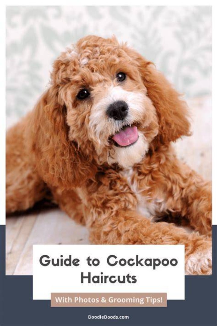 Do Cockapoos have skin problems?