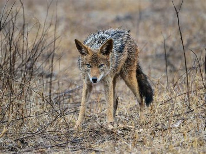 Do coyotes attack Javelinas?