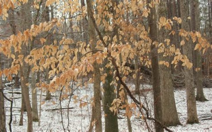 Do deciduous trees stay green all year?