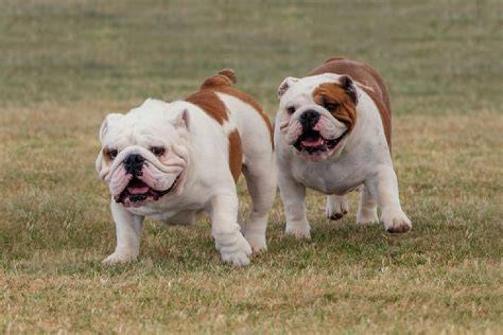 Do English bulldogs shed year round?