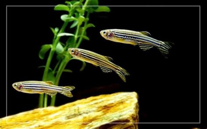 Do fish have stripes?