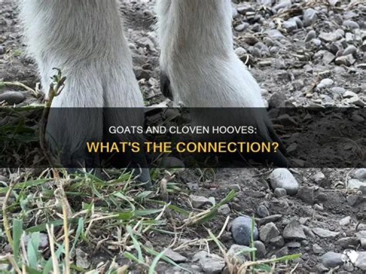 Do goats have cloven hooves?