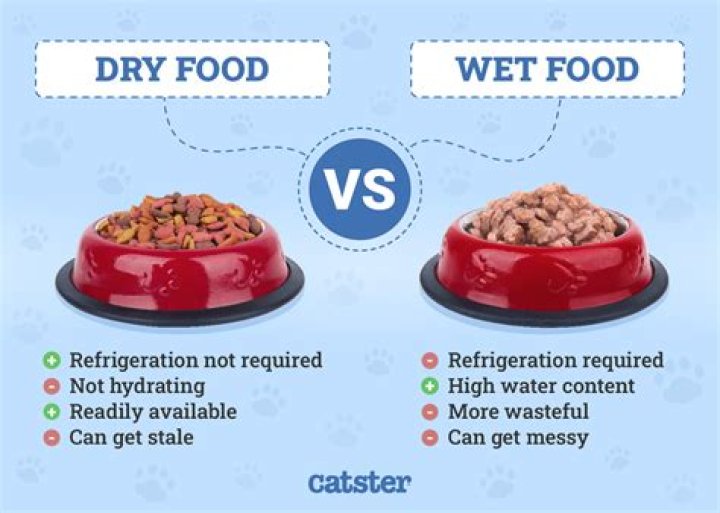 Do Golden Retriever puppies need wet food?
