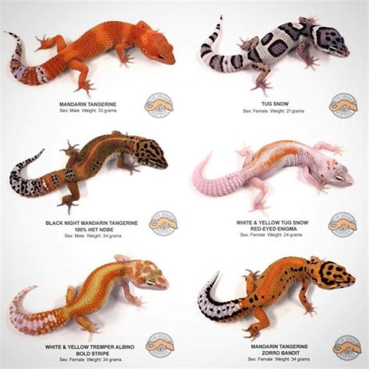 Do house geckos change color?