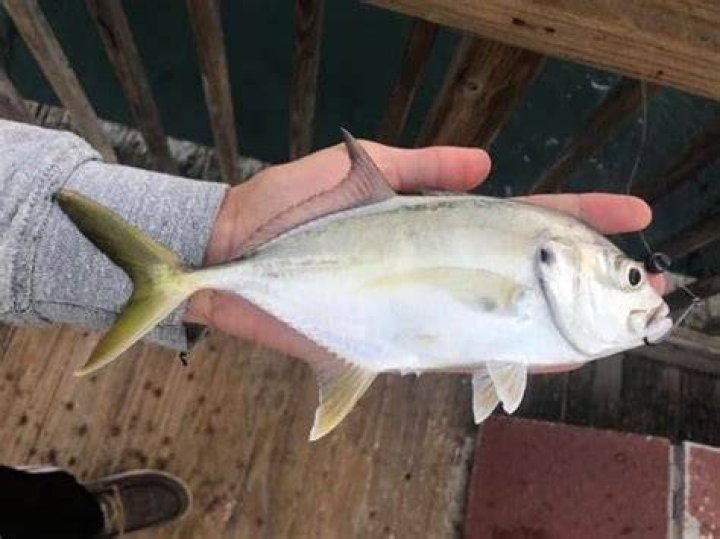 Do jack crevalle have worms?