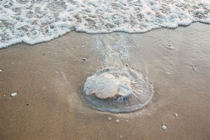 Do jellyfish die after they sting you?