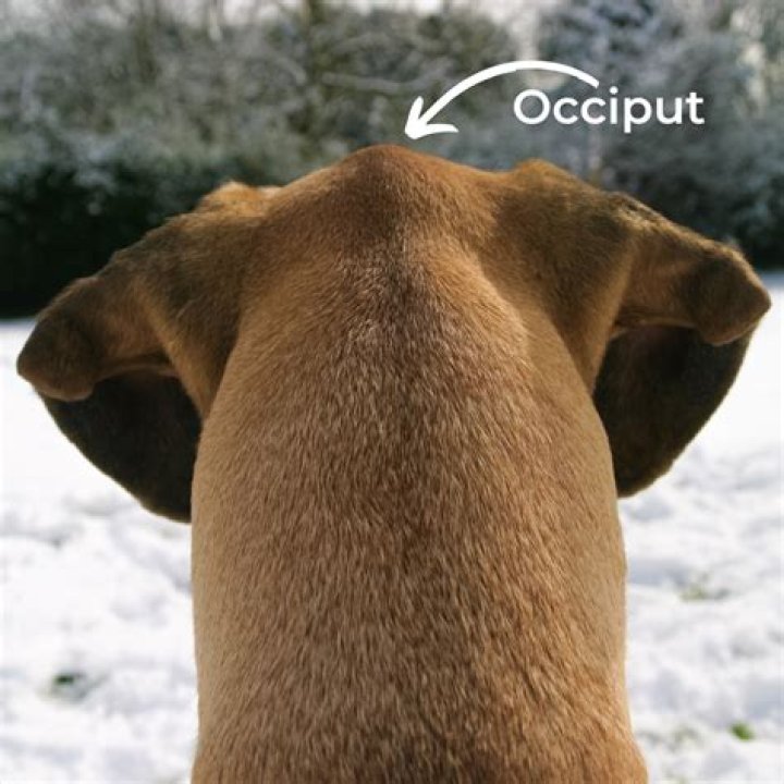 Do Labradors have soft mouths?