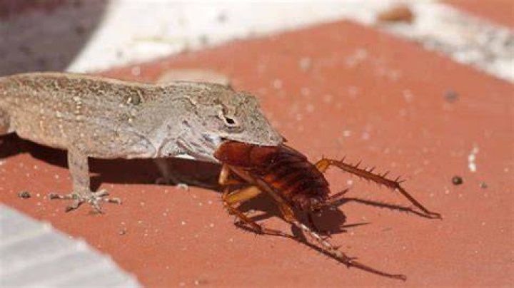 Do lizards chew their food?
