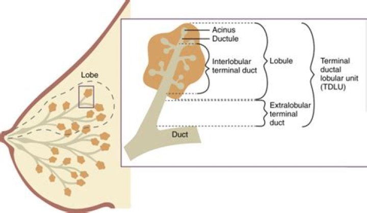 Do male breasts have lobules?