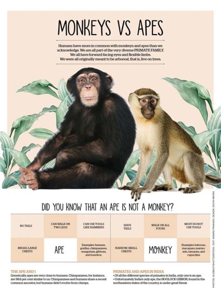 Do monkeys screech?