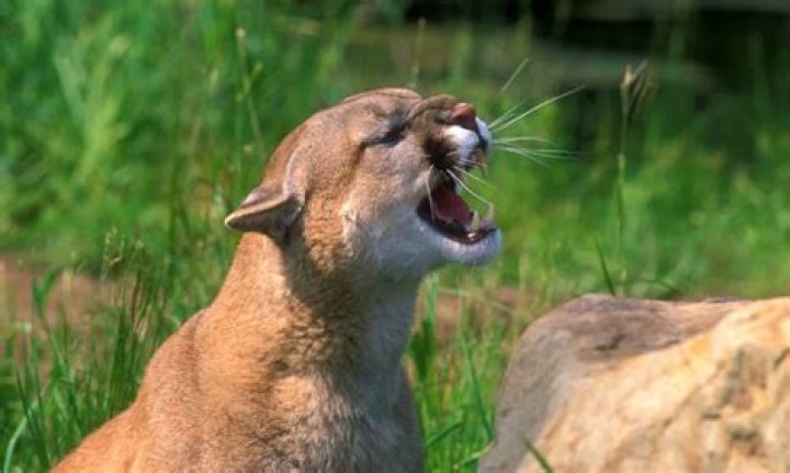 Do mountain lions live in Tennessee?