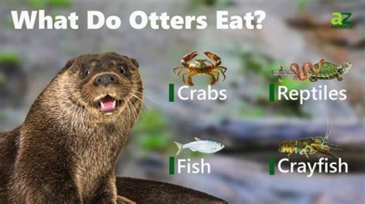 Do otters eat caiman?