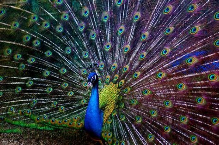 Do peacocks bite?