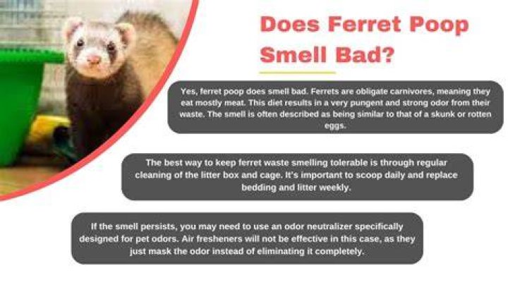Do pet ferrets smell bad?