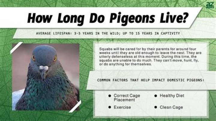 Do pigeons have claws?