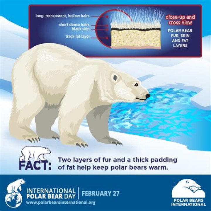 Do Polar Bears have two left feet?