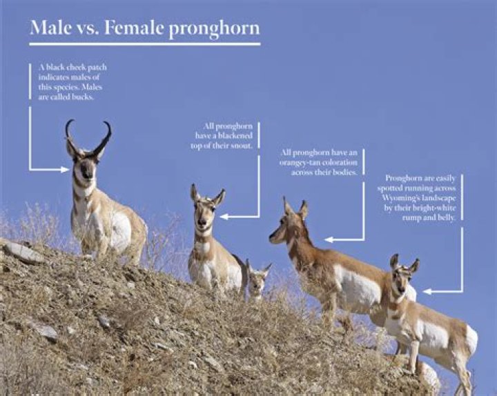 Do pronghorn antelope make noise?