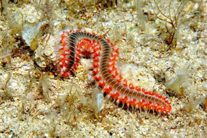 Do puffer fish eat bristle worms?