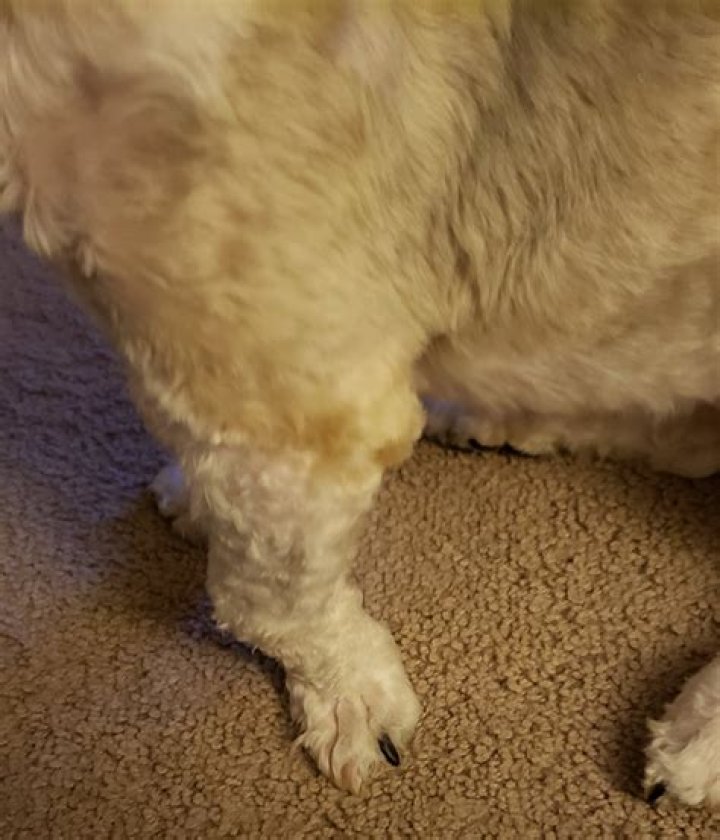 Do puppies have bowed legs?
