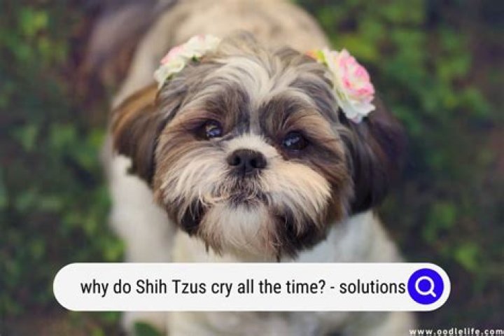 Do Shih Tzus get depressed?
