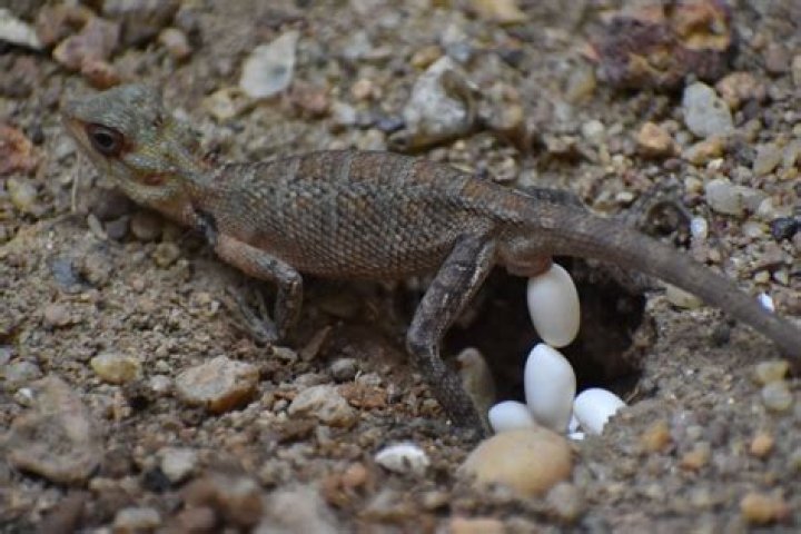 Do sleepy lizards lay eggs?