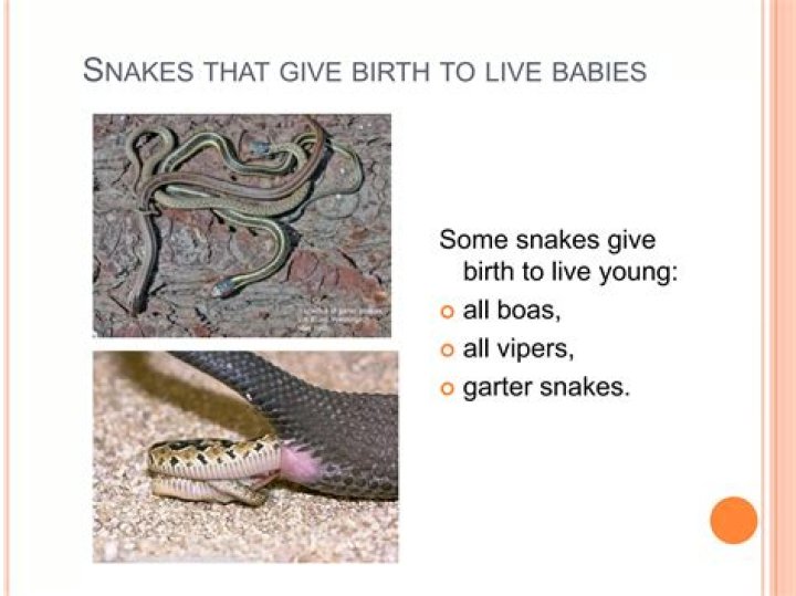 Do snakes give birth through their mouths?