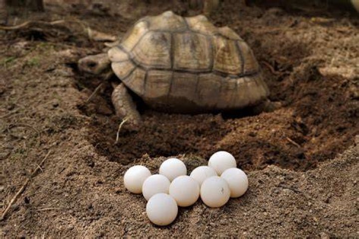 Do sulcata tortoises lay eggs without mating?