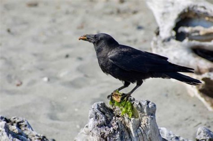 Do turkeys like crows?