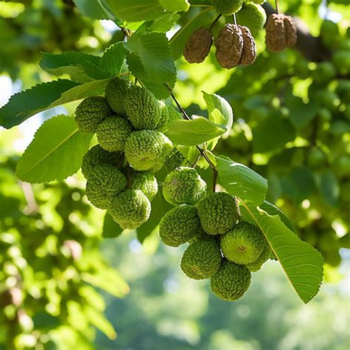Do walnuts kill parasites?