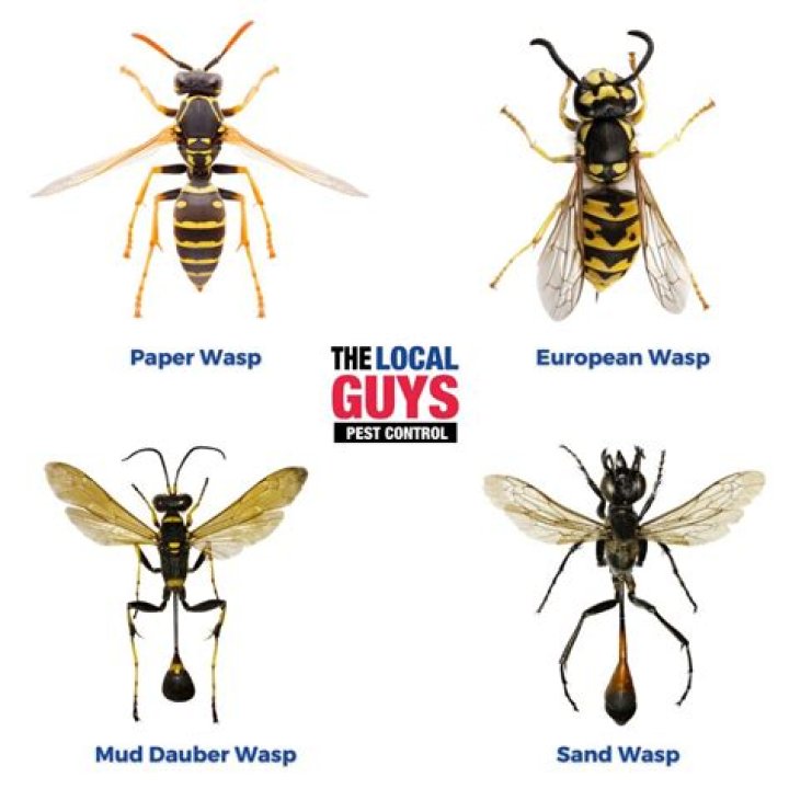 Do Wasps have long tails?