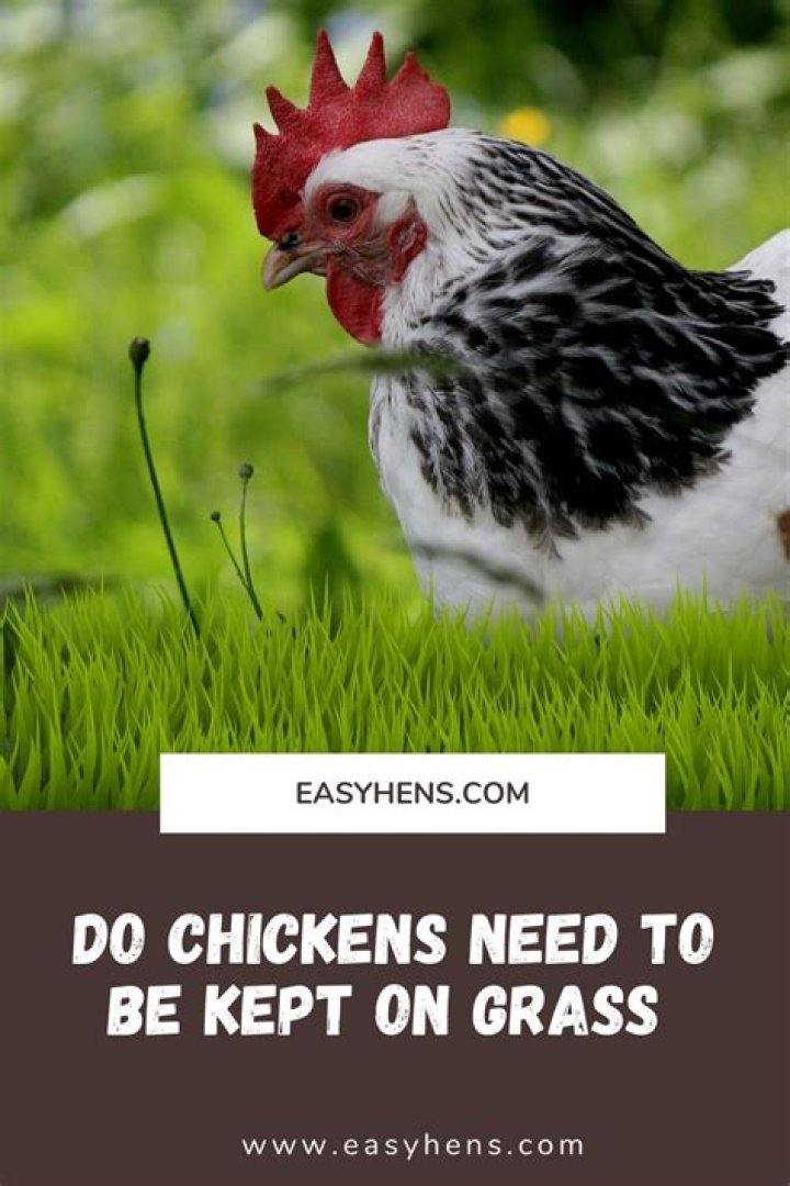 Do you need grass for chickens?
