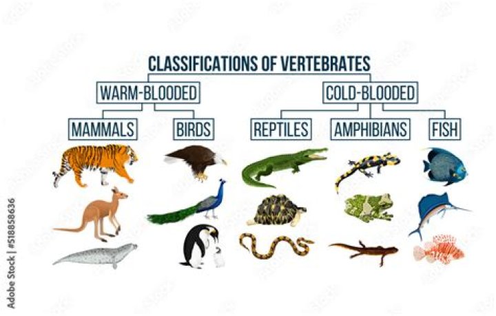 Does a bird have a vertebrate?