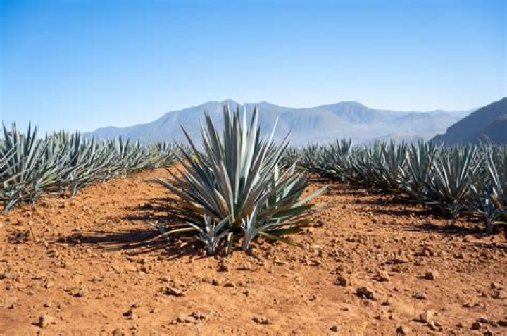 Does agave grow in Australia?