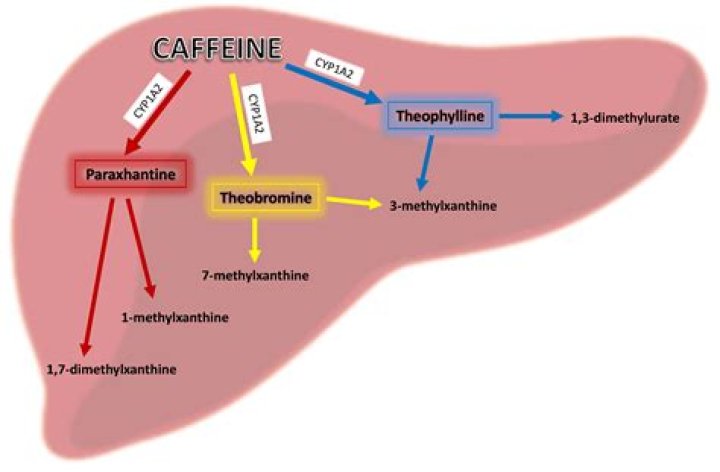 Does caffeine affect acetylcholine?