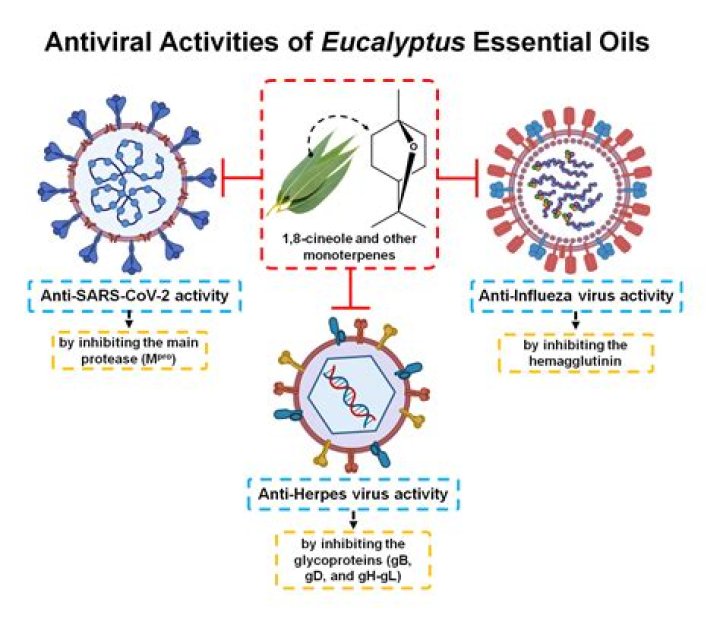 Does eucalyptus kill flu virus?