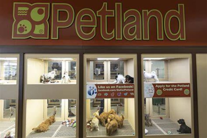 Does Petland have rabbits?