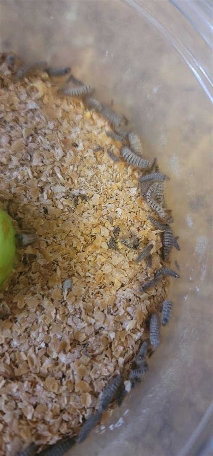 Does PetSmart sell Superworms?