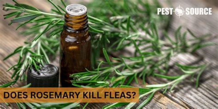 Does Rosemary kill fungus?