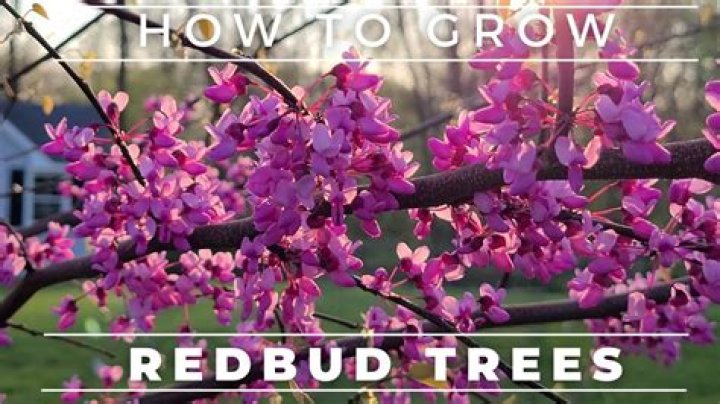 Does the eastern redbud have berries?