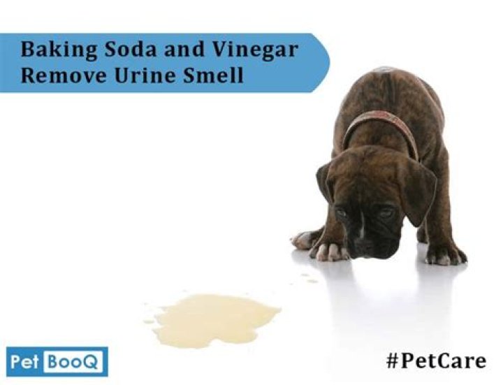Does vinegar kill dog pee?