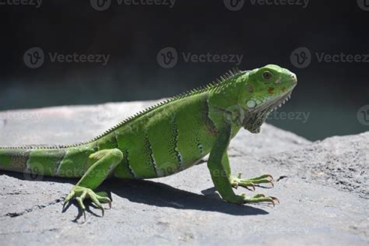 Est-ce que l'iguane est dangereux ?