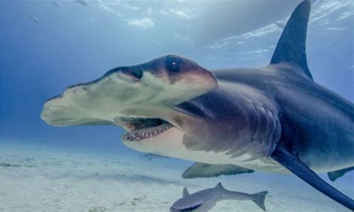 Has a hammerhead shark ever killed anyone?