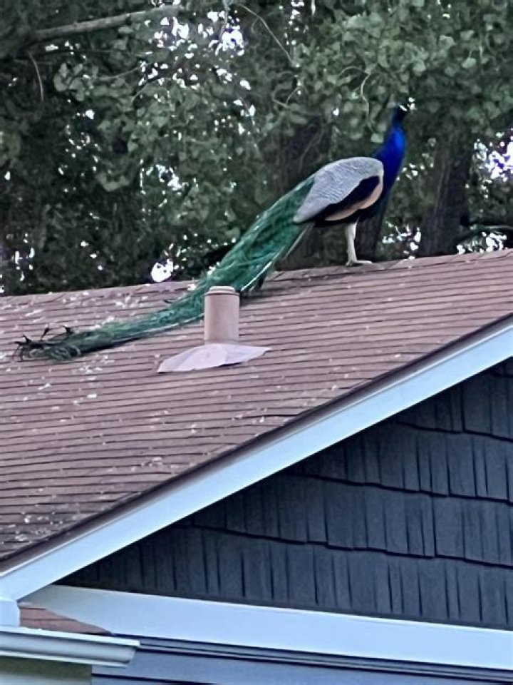 Has a peacock ever killed anyone?