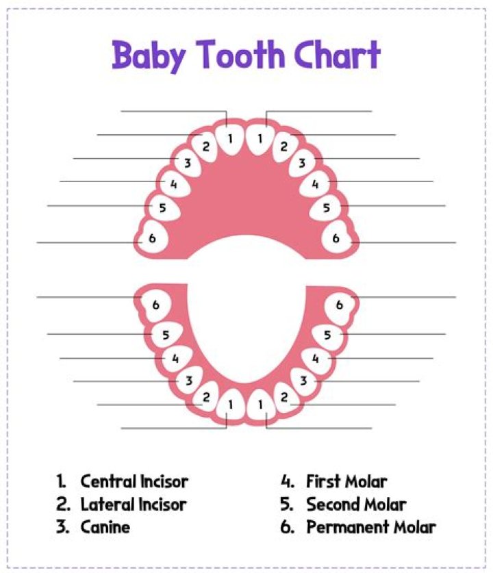 How are baby teeth numbered?