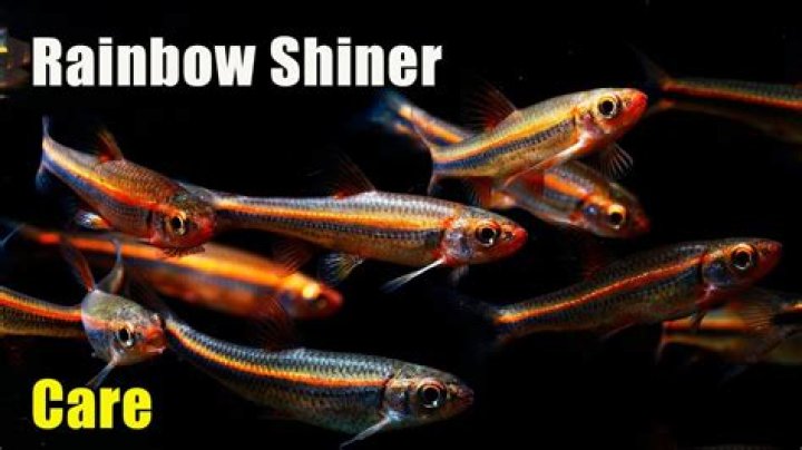 How big do rainbow shiners get?