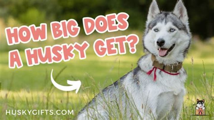 How big does a dwarf pygmy goat get?