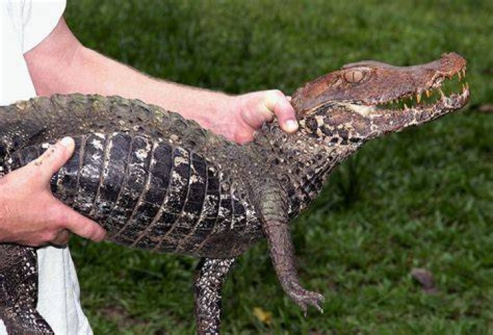 How big does a smooth fronted caiman get?