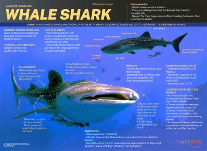 How big is a female whale shark?